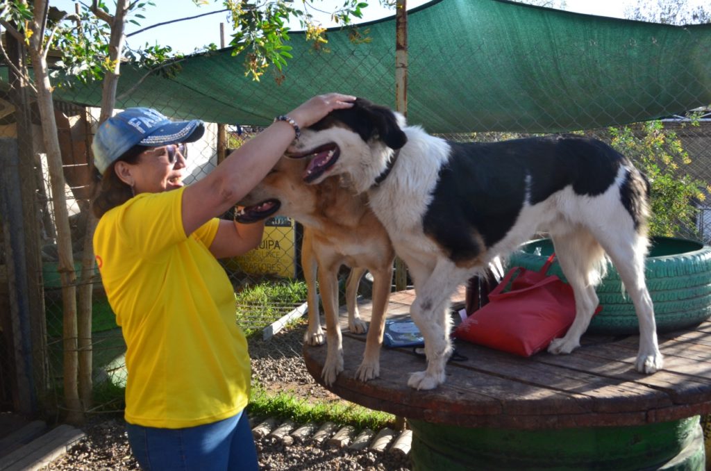 rehabilitacion canina